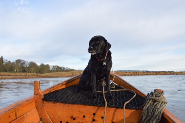 Braan, our faithful hound