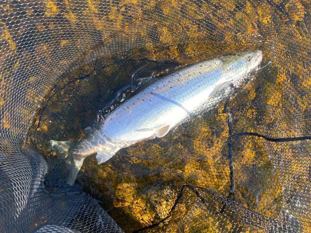 Gary's 8lbs. fish on 12.04.21